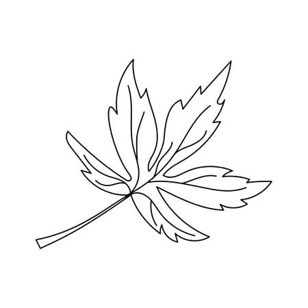 Autumn leaf in a linear style organic natural tree leaf. Isolated outline drawing modern minimalistic outline illustration isolated on white.のイラスト素材