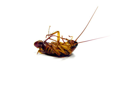 Dead Cockroach on his back - isolated on white Surface