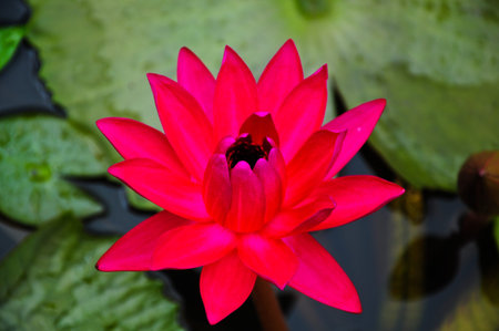 pink waterlily at Phatumthani Province, Thailandの写真素材