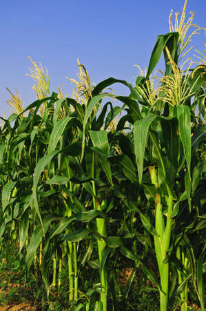 Corn field with blue skyの写真素材