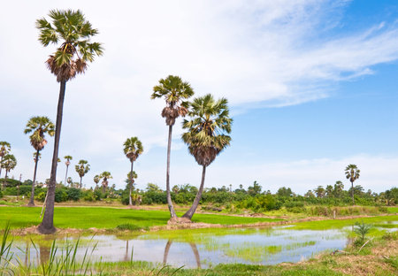 Sugar palms trees and rice field in Thailand