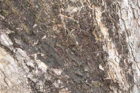Tree bark texture for backgroundの写真素材