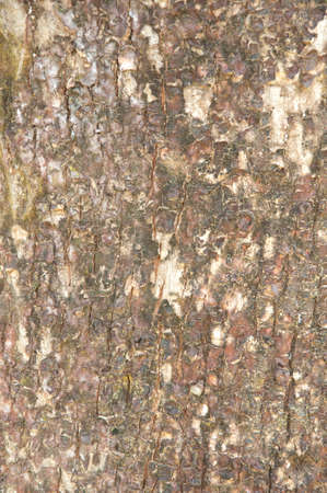 Tree bark texture for backgroundの写真素材