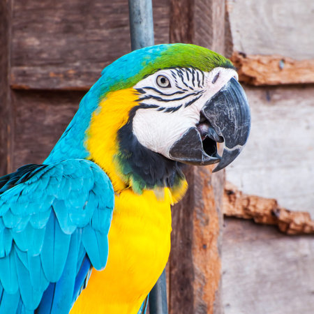 Blue and Yellow Macawの写真素材