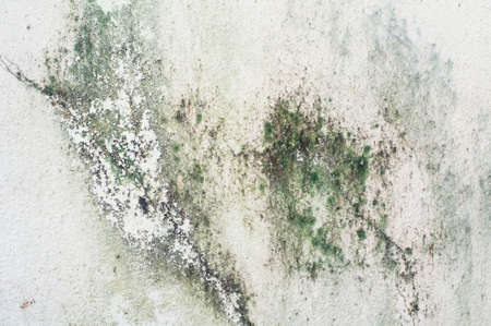 Old concrete wall covered with moss moldの写真素材