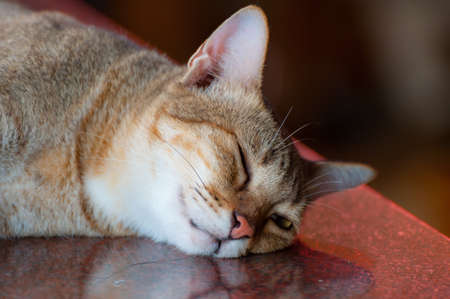 Cat sleeping on the tableの写真素材