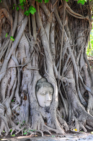 Head of Buddha, with tree trunk and roots growing around it at Wat Mahathat, Ayutthaya. Public temple Thailand.の写真素材