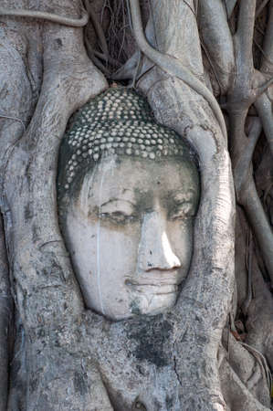 Head of Buddha, with tree trunk and roots growing around it at Wat Mahathat, Ayutthaya. Public temple Thailand.の写真素材