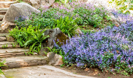 Flower garden background in the north of Thailandの写真素材
