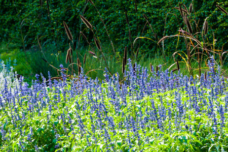 Flower garden background in the north of Thailandの写真素材