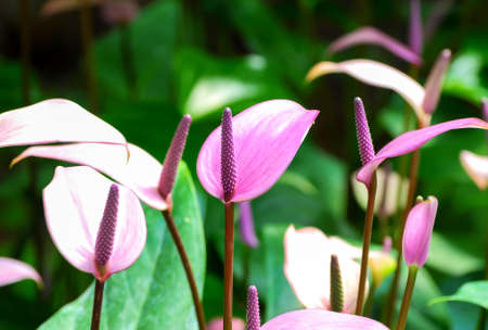 Flamingo Flowerの写真素材