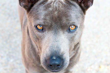 Close up dog face (Focus at nose), Dog native of Thailandの写真素材