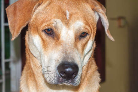 Face of Thai dogs sad when thinking of the ownerの写真素材