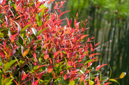Red and green leaves on bush in the garden