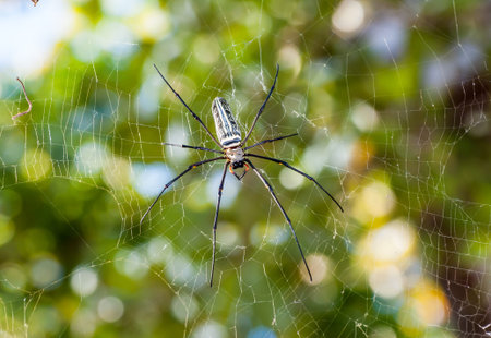 Large spider on web (Nephila maculata/nephila pilipes)