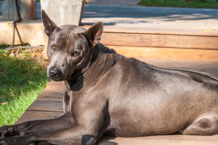 Thai Ridgeback dogの写真素材