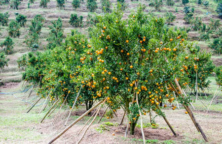 Orange farm in the north of Thailandの写真素材