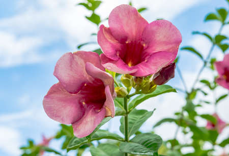 Pink flowerの写真素材