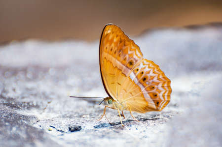 Beautiful butterfly in the natureの写真素材