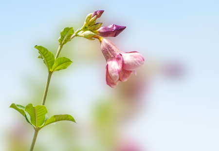 Pink flower on background blurの写真素材