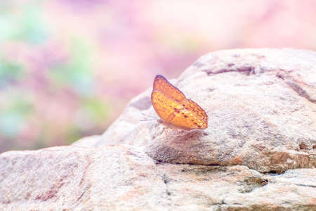 Beautiful butterfly in the nature backgroundの写真素材