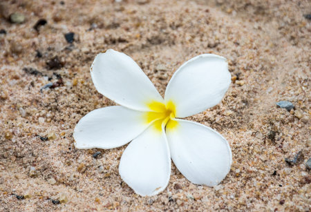 White plumeria on sandの写真素材