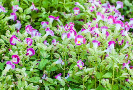 Pink and white Flower in the gardenの写真素材