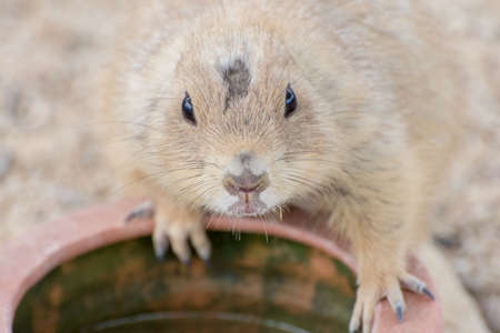 Prairie dogの写真素材