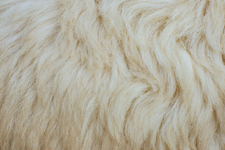 Sheep fur background or textureの写真素材