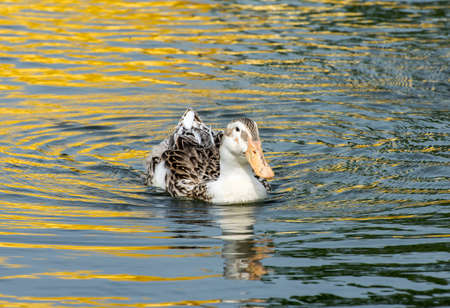 Duck swimming in the pond.の写真素材