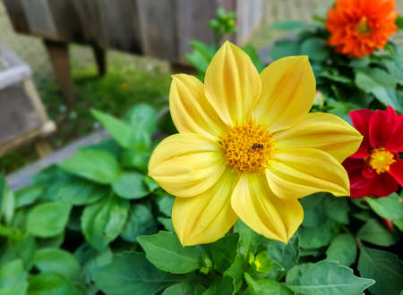 Yellow flower in the gardenの写真素材