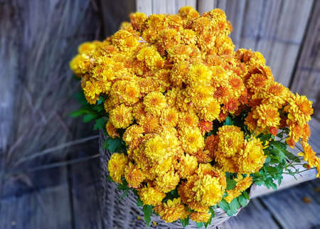 Yellow flowerの写真素材