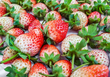 Fresh strawberry backgroundの写真素材