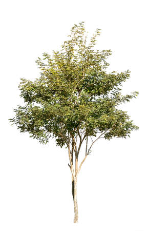 Tree isolated on white backgroundの写真素材