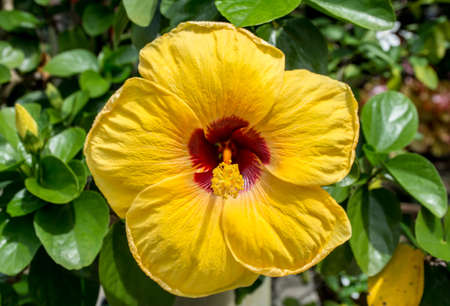 Yellow hibiscus flower and green leaf backgroundの写真素材
