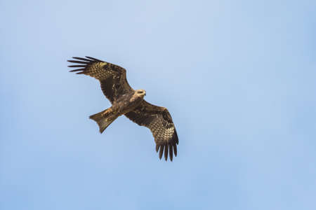 Black kite (Milvus migrans) flying in blue Sky in Thailandの写真素材