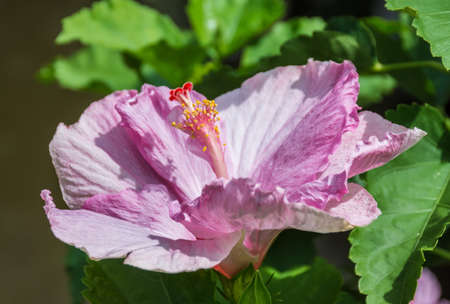 Pink hibiscus flower and green leaf backgroundの写真素材
