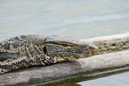 Water monitor or Varanus salvator relaxing on wood in the river, Thailandの写真素材