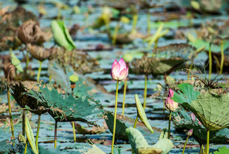 Pink lotus flower in tjhe pondの写真素材