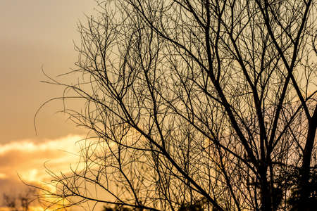 Bare branch tree and silhouette against a sunset backgroundの写真素材