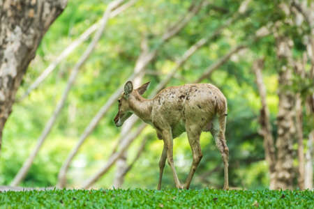 Young deer walking in the parkの写真素材
