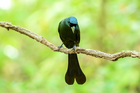 Racket-tailed Treepie (Crypsirina temia) on branch , Thailand