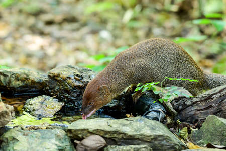 Small asian mongoose eating water in the pondの写真素材