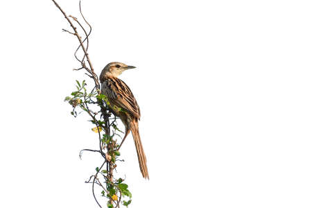 Striated Grassbird (Megalurus palustris) perching on tree,  Thailandの写真素材