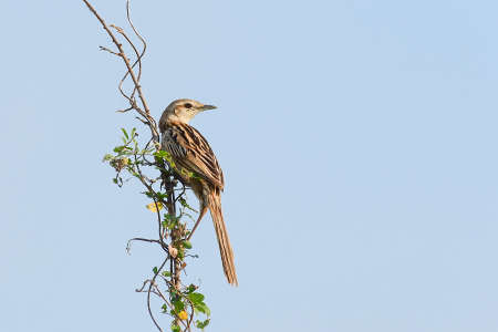 Striated Grassbird (Megalurus palustris) perching on tree,  Thailandの写真素材