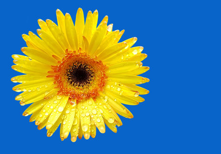 Fresh yellow gerbera flower on blue background with space for text