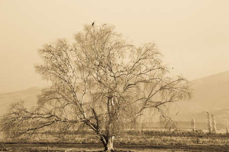 sepia treeの写真素材