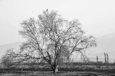 Autumn treeの写真素材