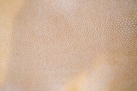 A macro shot of a stingray fish skinの写真素材