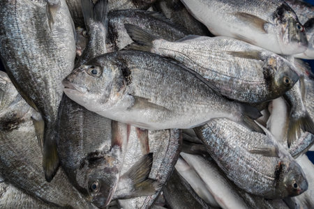 Tilapia, also known as Musht in the Acer marketの写真素材